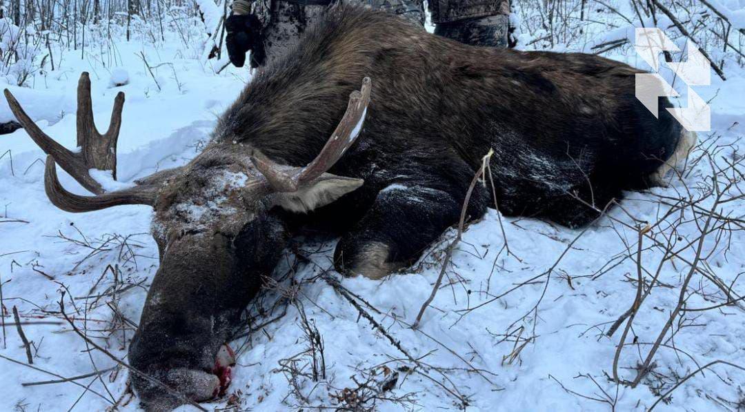 Yakut moose is now even more accessible