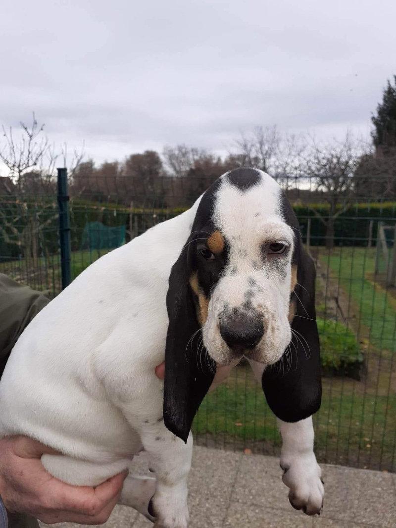 A vendre 2 chiots mâles Dossier: LOF-2022041499-2022-1 TÉNOR :