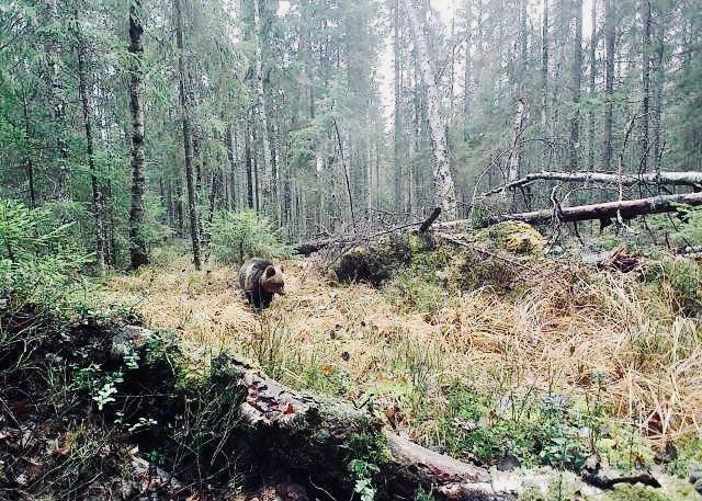 Медведь примеряется к берлоге в нижегородском лесу