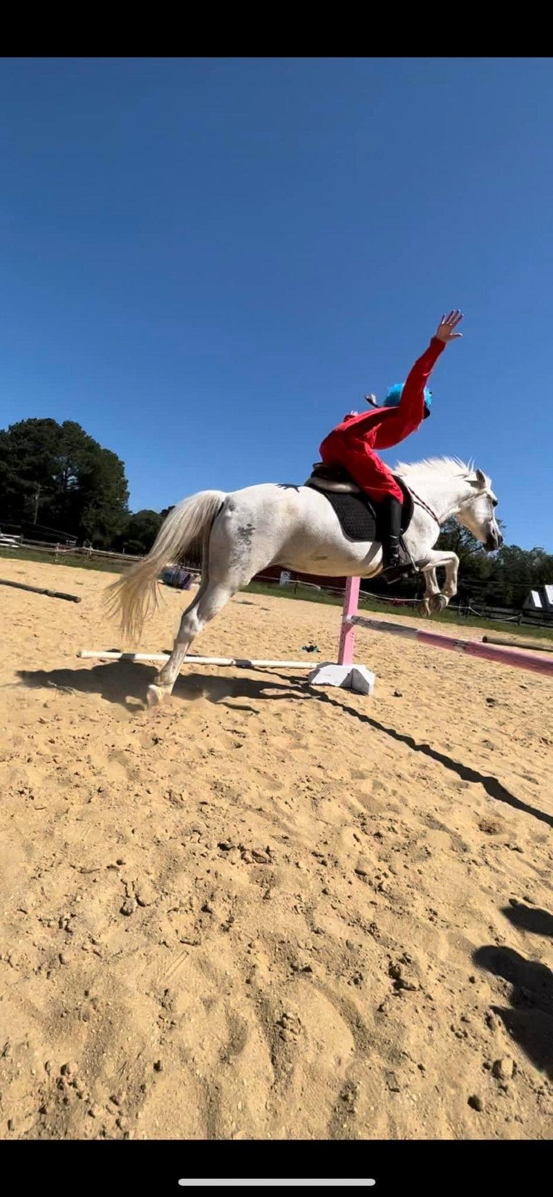 out of all of the tricks i’ve taught my horses, bridleless has got to be my favorite.