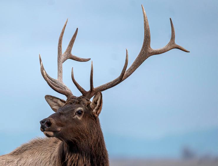 7 Reasons Why OTC Elk Tags Beat Draw Tags