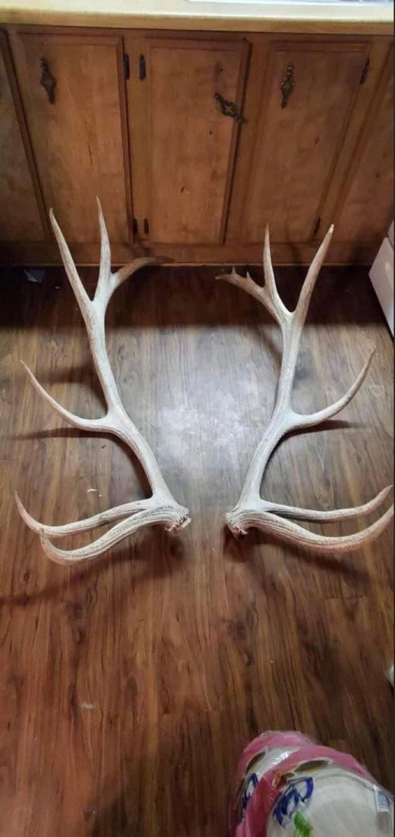 If you want all the Deer spins ,  I can do that.