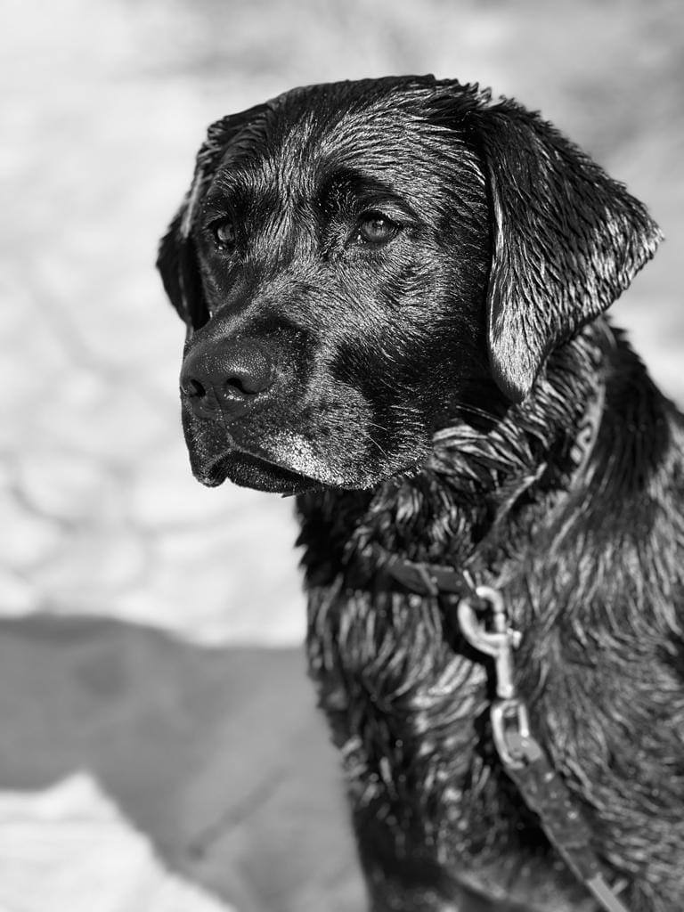Heureuse de vous annoncer la naissance des 6 chiots issue du mariage de Rivale des Geguis et de Tweed du château de bigny 