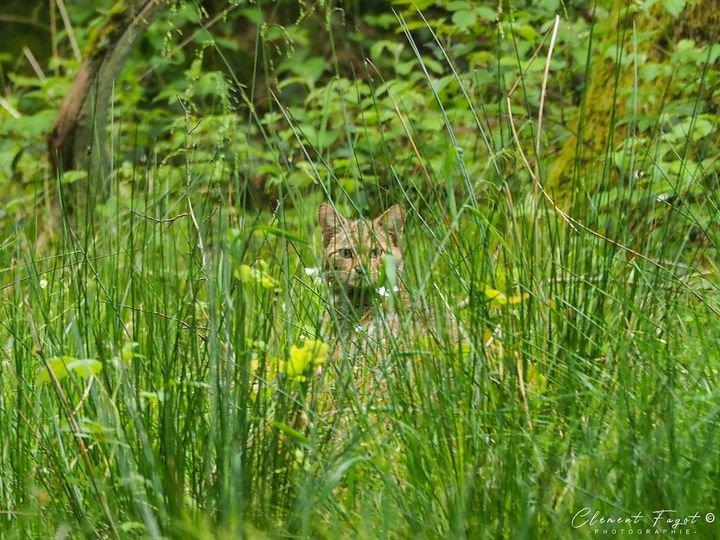 Un immense plaisir de croiser le regard du chat forestier, le petit félin sauvage de la Forêt de Mormal !