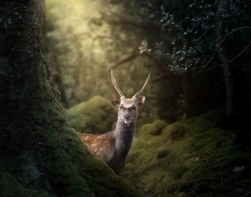 A young Sika stag poses for the photographer in Killarney National Park