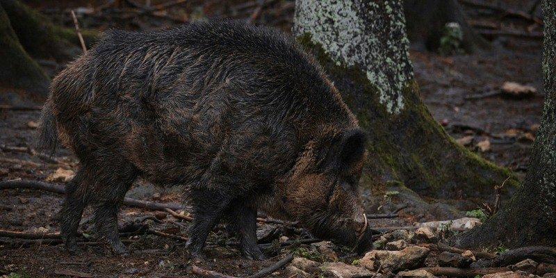 🐗 Охота на диких свиней с ножом 🔪