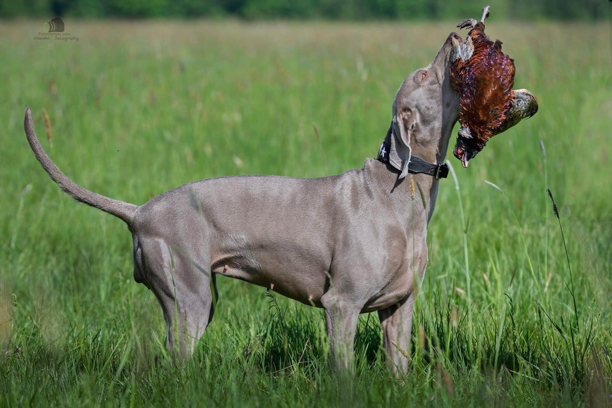 🐾🌿👀 The versatile Weimar, a companion for every moment.💚🌿🐾