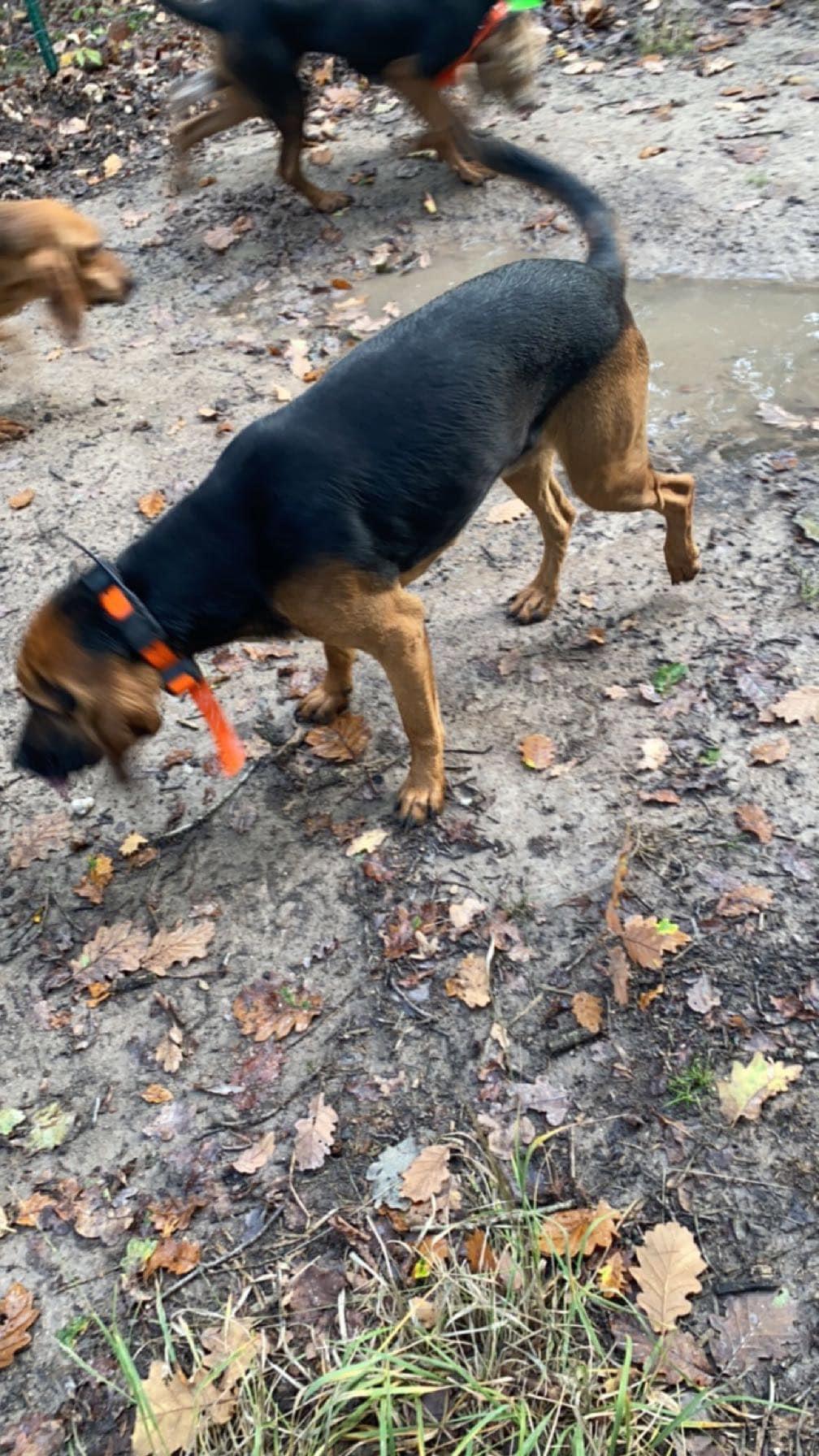 Bonjour je suis disponible samedi prochain 18 novembre pour venir traquer sur vos territoires avec chiens Bruno et anglo qui chassent sanglier,chevreuil et renard département 36 je peux lâcher avec d’autre meutes j’étudie toute proposition merci par avance.