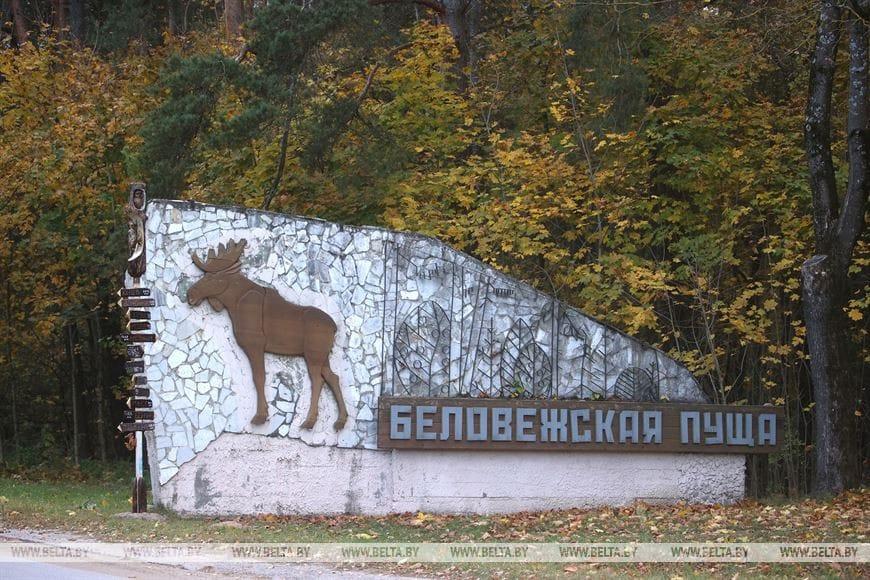 ФОТОФАКТ: Загонная охота на копытных прошла 16 октября на территории национального парка "Беловежская пуща"