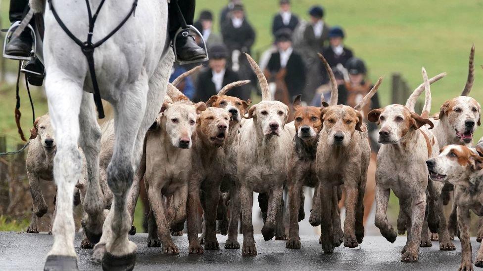 New Scottish fox hunting bill passes 20 years after ban