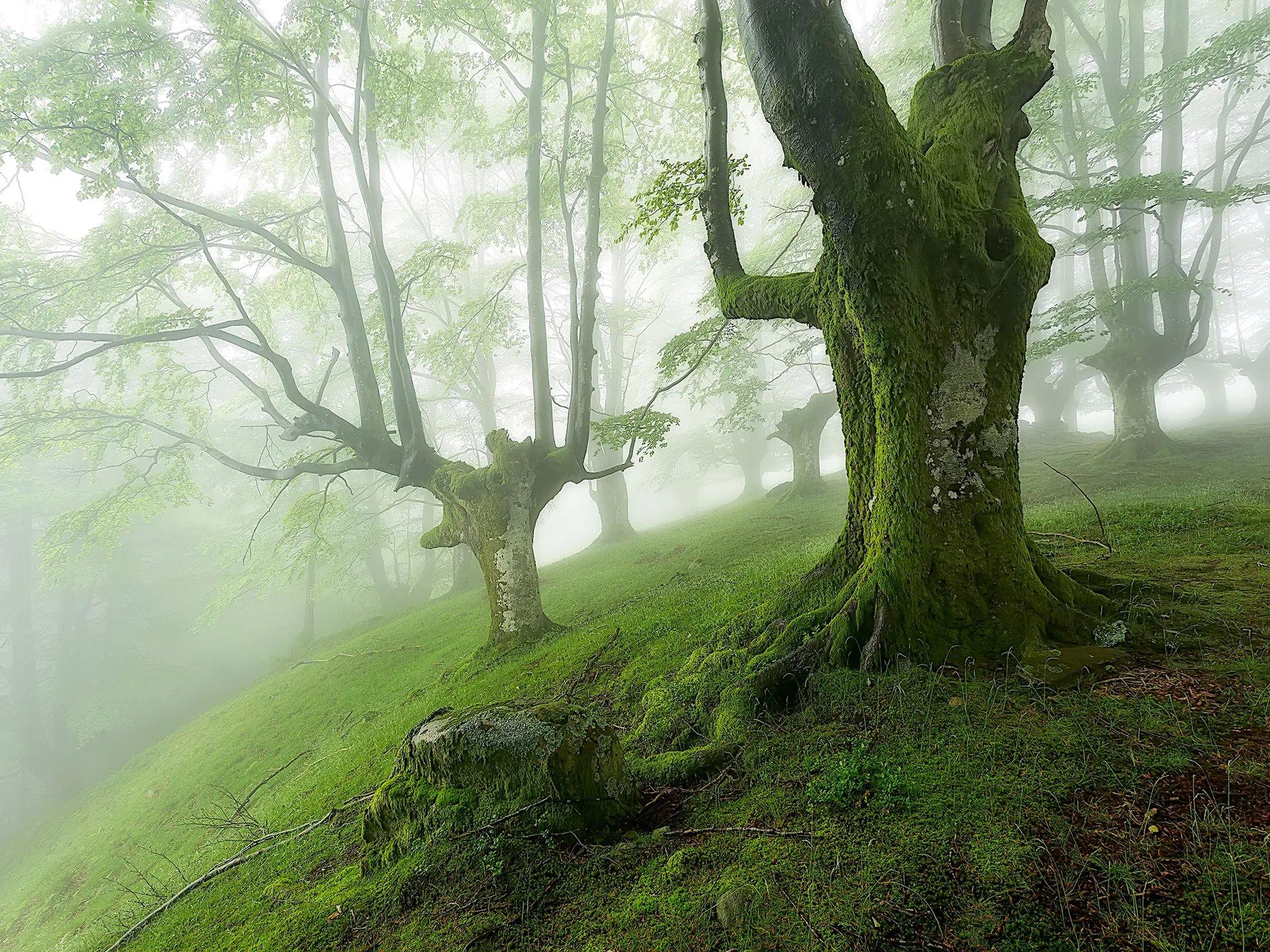 The Most Beautiful Forests in the World