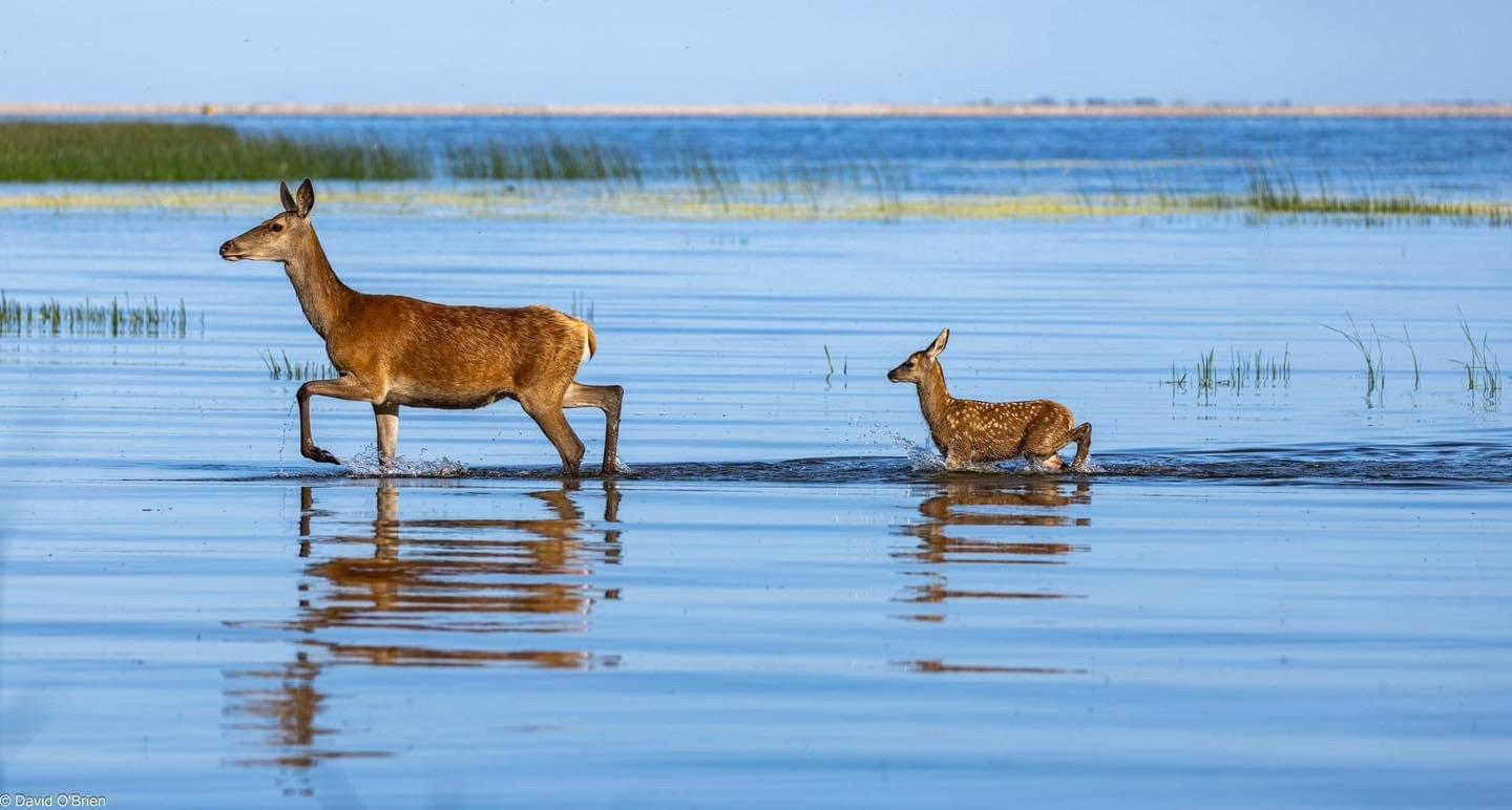 A Red hind and calf crossing water.