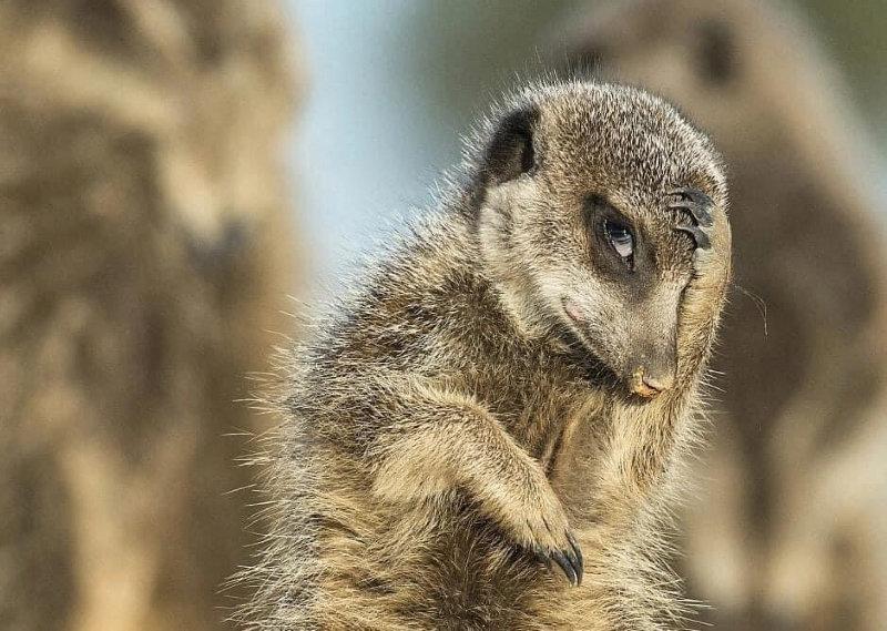 2016 comedy wildlife photography.