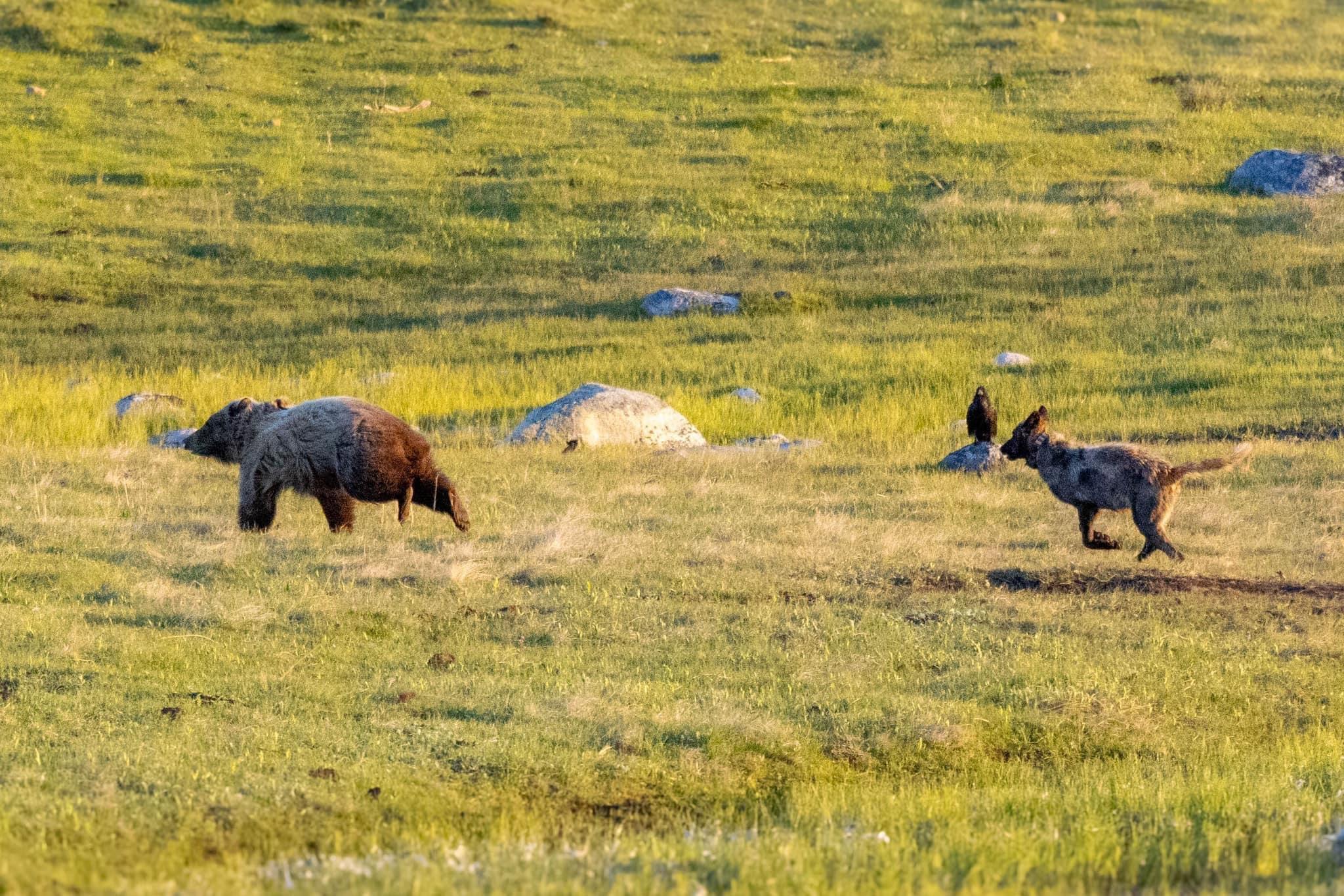 Wolf charges Bear, then Bear charges the Wolf.