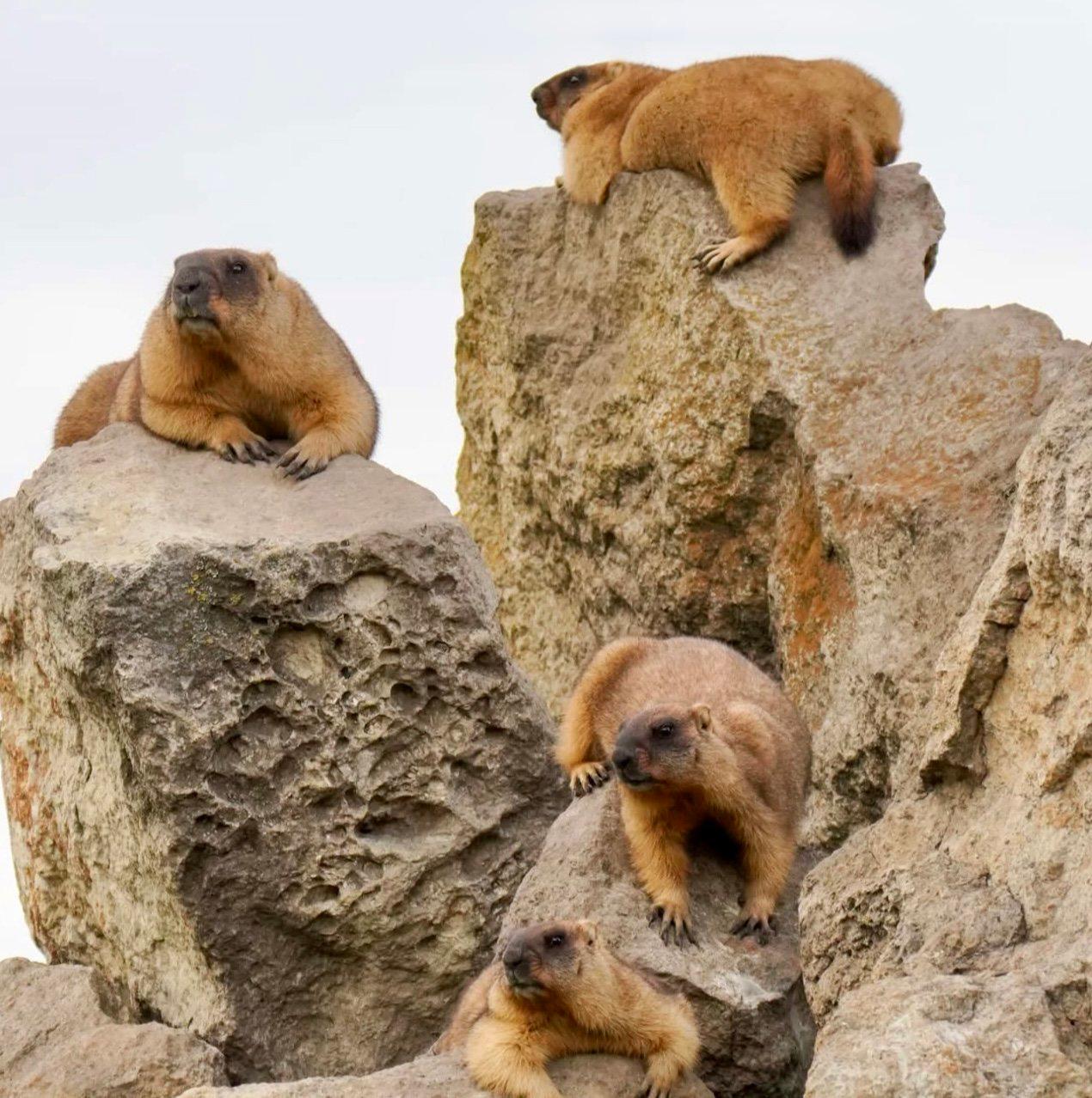 СУРОК БАЙБАК: описание, охота на сурка байбака, где обитает, сезон и методы добычи.