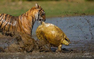 In one of my famous reels that crossed 44million, I had hundreds of comments where people ridiculed this Tiger for hunting down a helpless turtle.