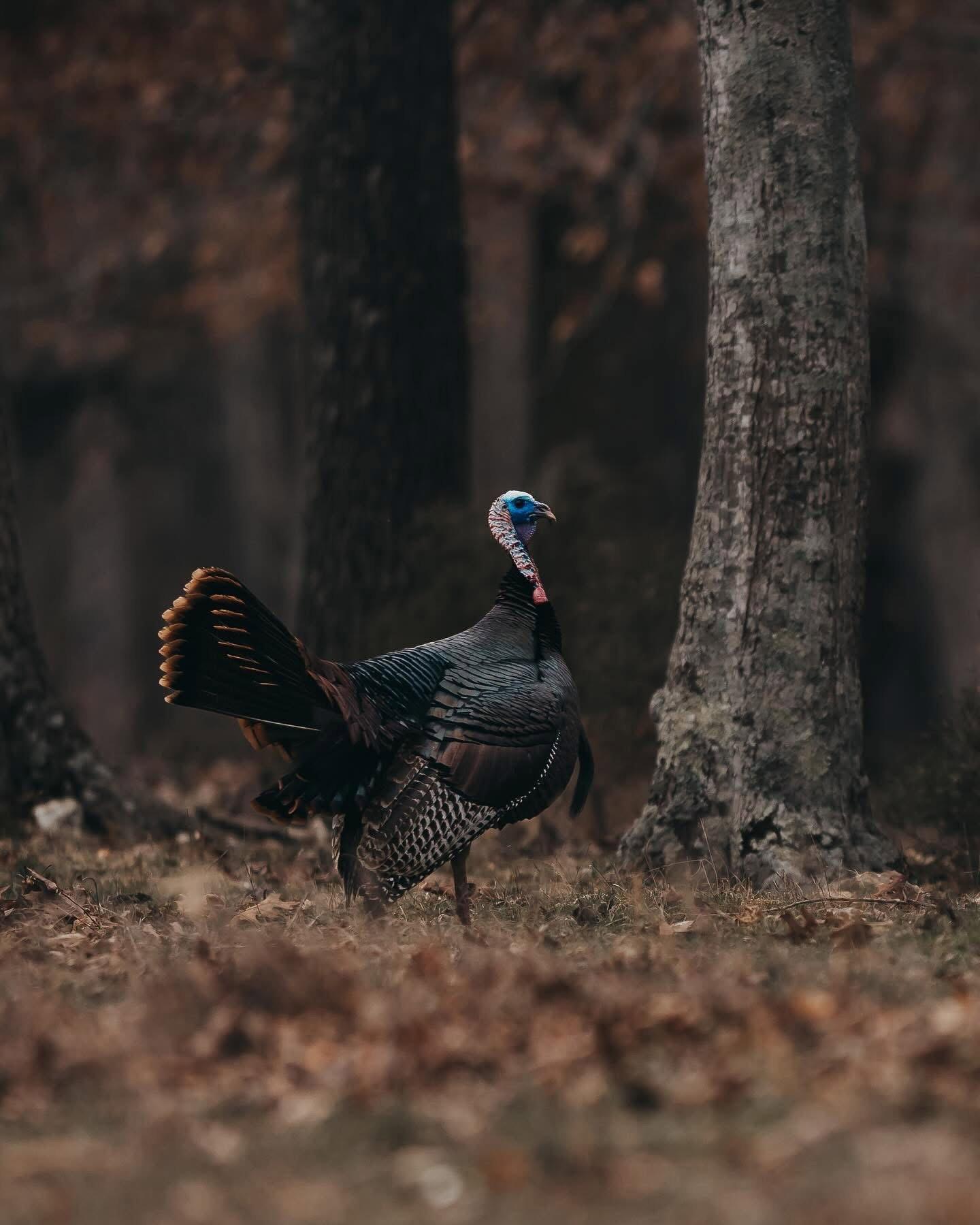 The final echoes of duck season fade into silence, leaving behind empty skies and quiet marshes.