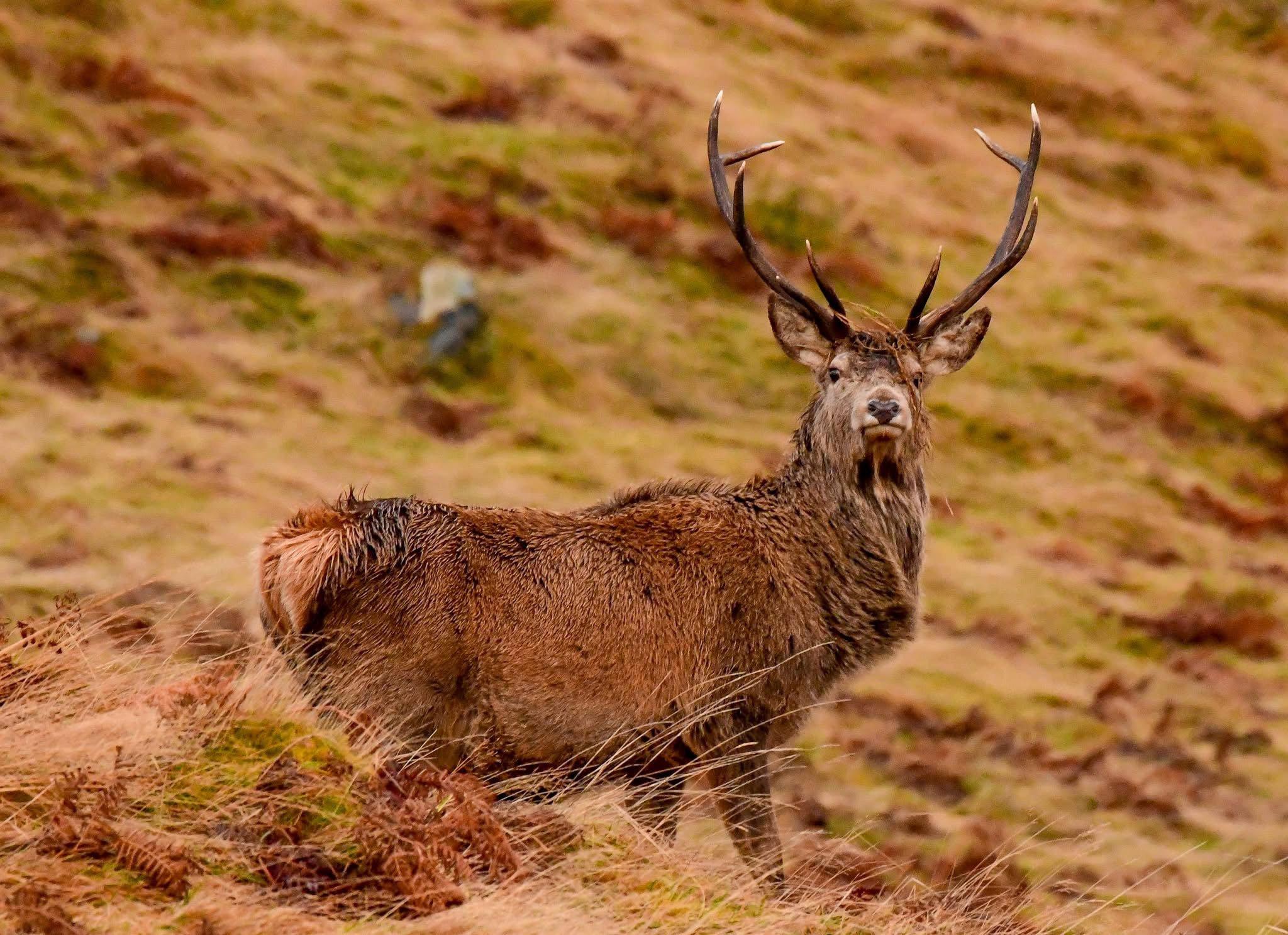 I live in the Scottish highlands and have a passion for stalking red deer  to get as close as possible to capture them in their natural habitat .