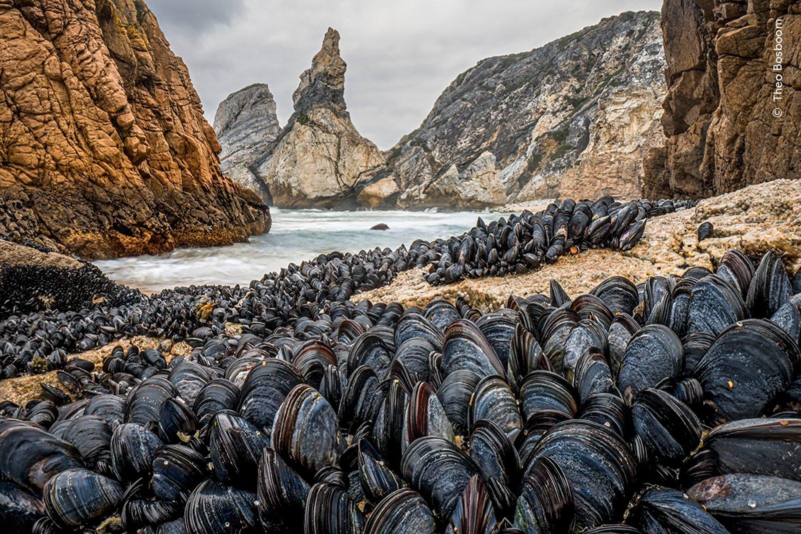 La 60ème finale du concours annuel Wildlife Photographer of the Year, l'un des plus importants au monde, n'aura lieu qu'en octobre - mais pour ne pas l'oublier, les organisateurs du concours ont jusqu'à présent publié plusieurs photographies qui ont atteint les finales