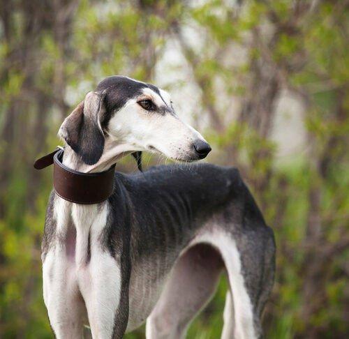 Saluki je prokazatelně jedním z nejstarších psích plemen.