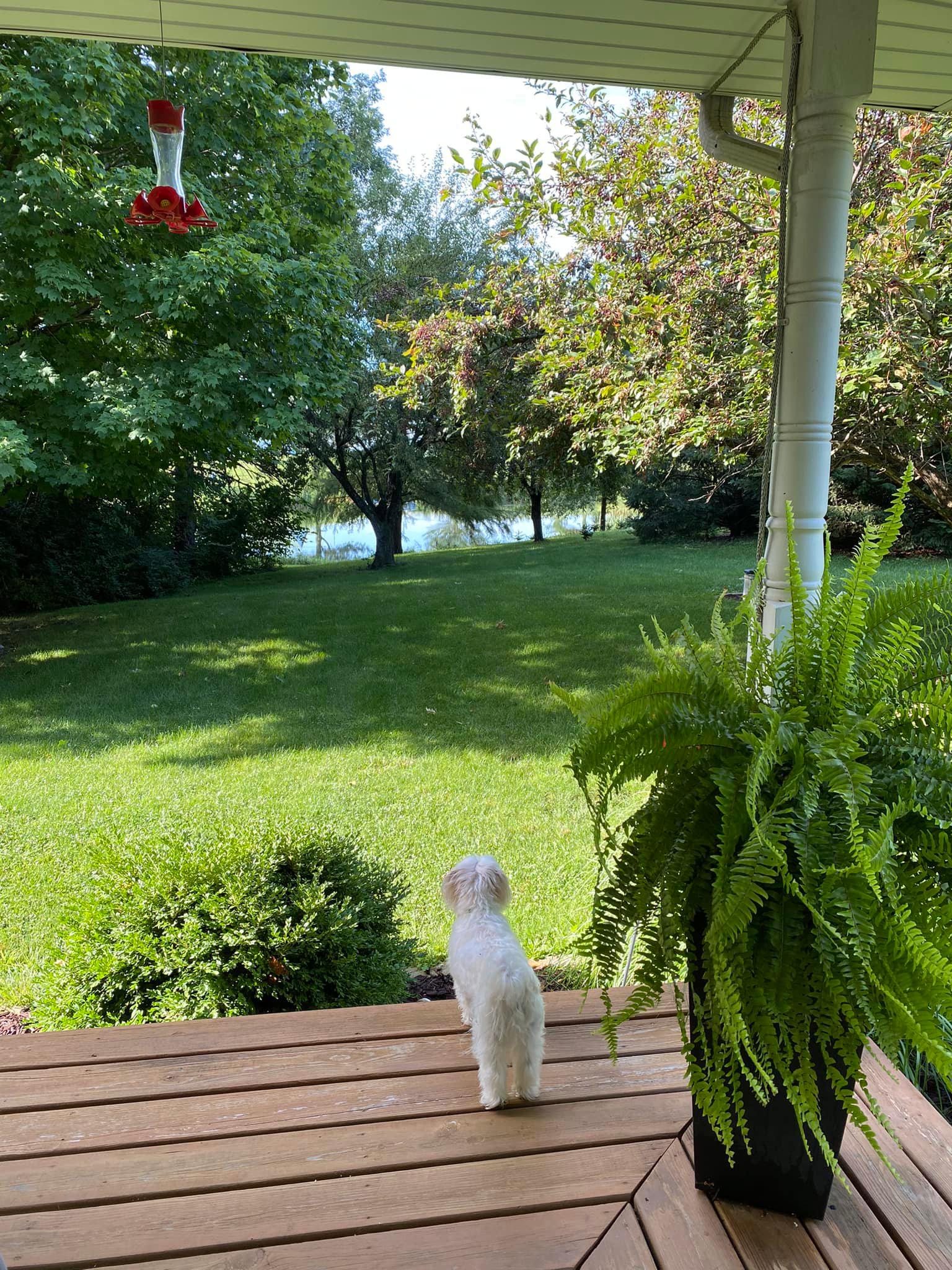 view from home in central Illinois following a evening of storms