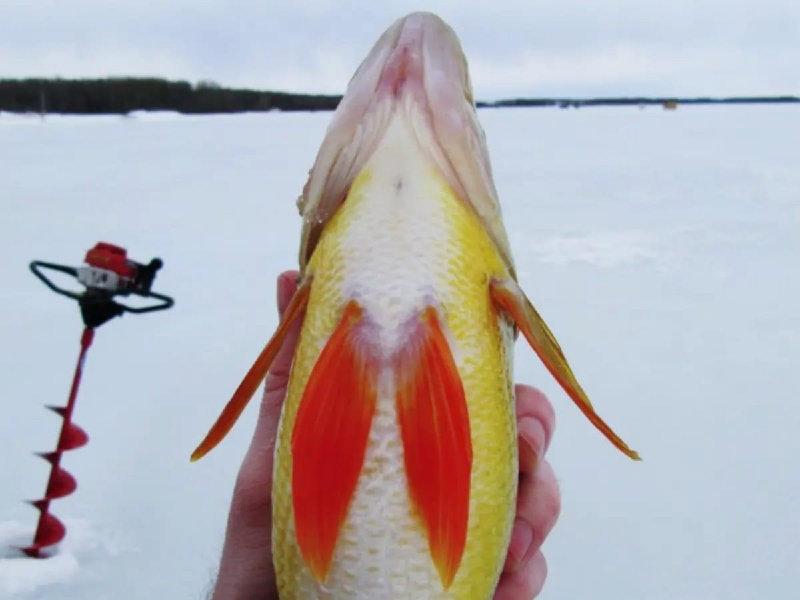 3 man limit of whitefish and some yellow gold.