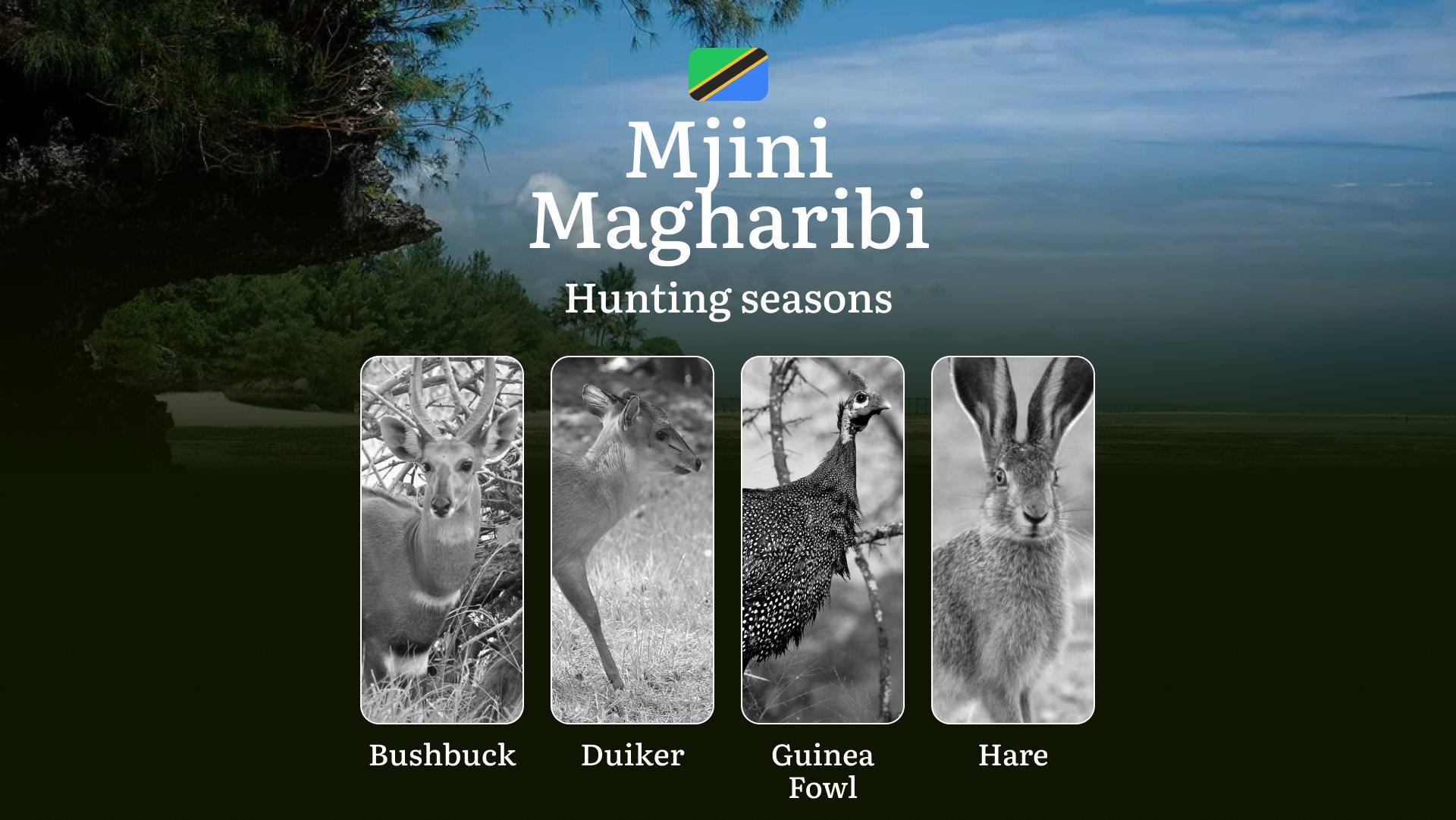 Designated Hunting Months in Mjini Magharibi: Regional Guidelines, Hunting License Application Process, Penalties for Off-Season Hunting, Recommendations on Timing, Gear, and Tactics