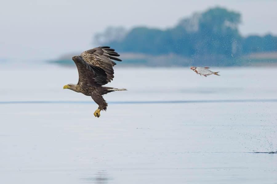 ❤️ Sharing the hilarious wildlife photos from the Comedy Wildlife Photo Awards 2024 finalists!
