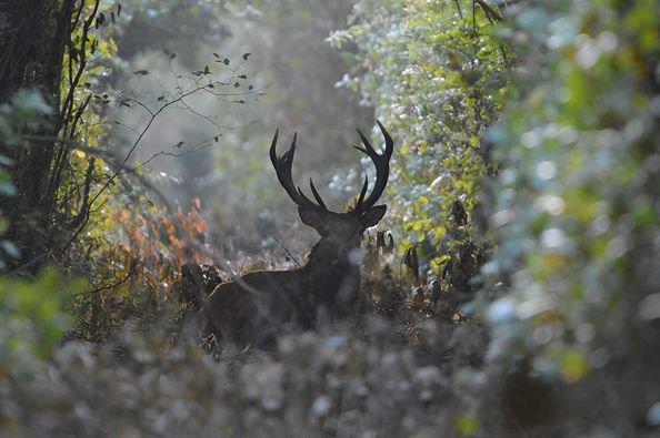 cerf pris en photo juste après le brame fin octobre 2023 Eure et loir