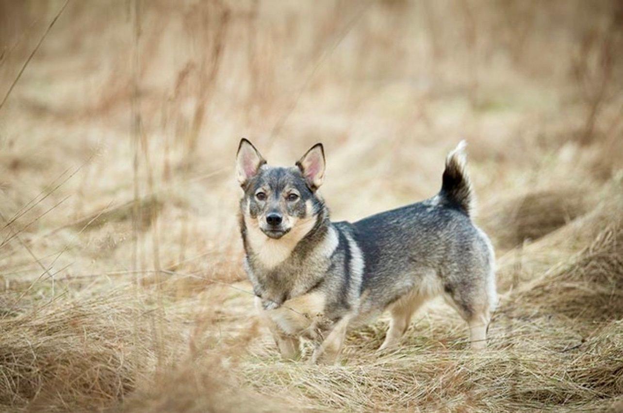 The Swedish Vallhund: A Hunter's Secret Weapon