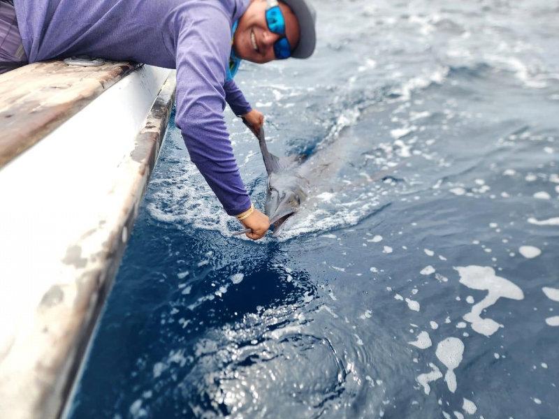 Wahoo and striped marlin are still happening in the Galapagos.