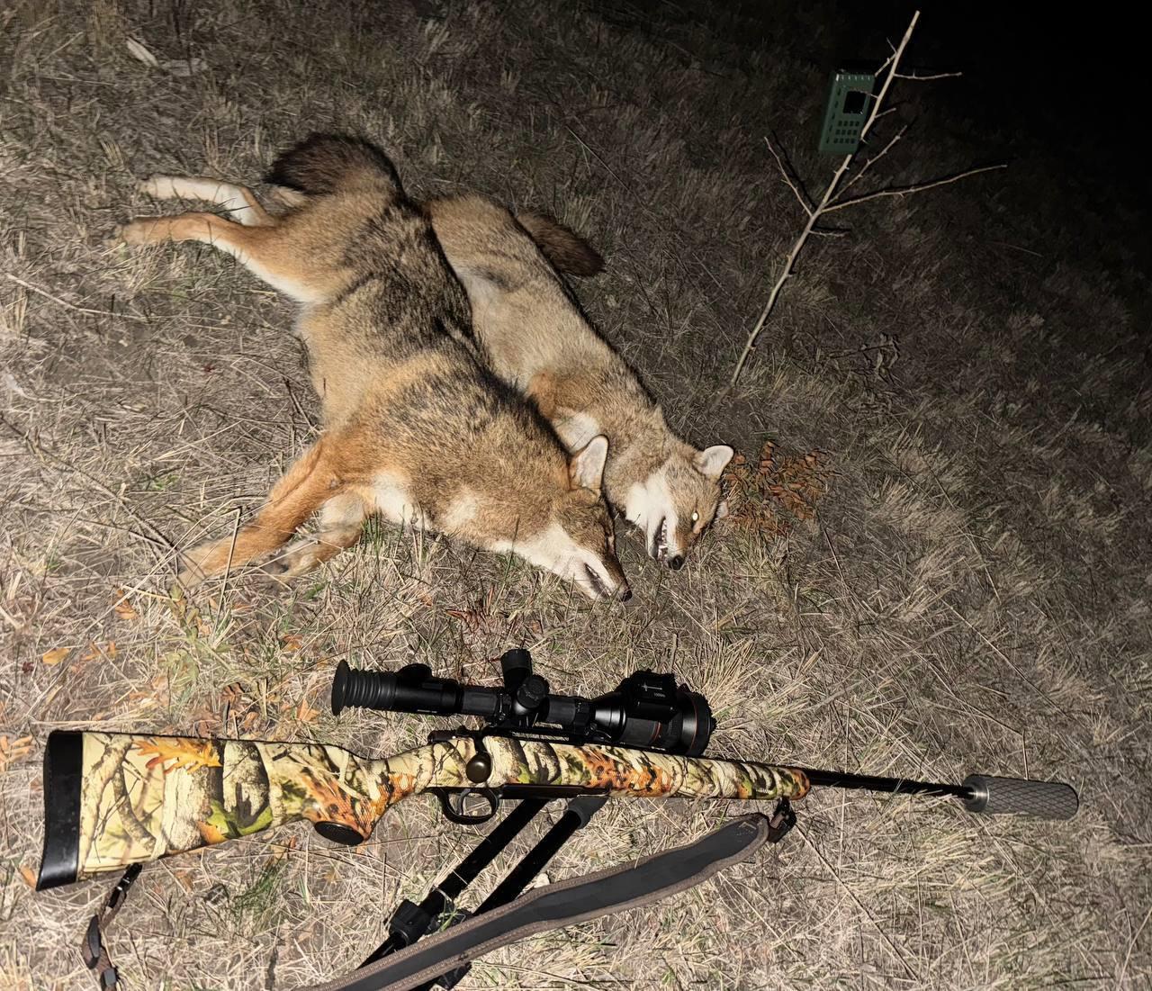Successful jackal hunt in Stavropol Krai