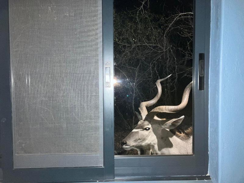The motion sensor light caused me to look out the window over my kitchen sink, to find this handsome guy walking by