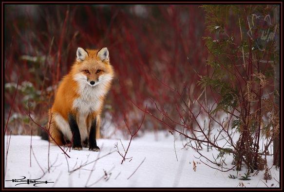 Renard roux - Red Fox
