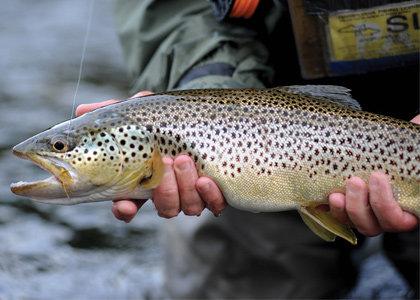 Brown trout
