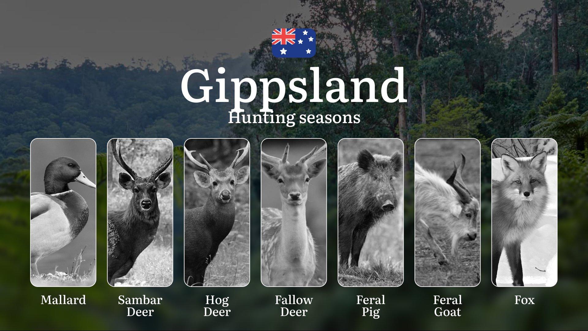 Gippsland's Hunting Rhythms: Decoding Prime Seasons for Deer, Ducks and Bush Game in Australia's Eastern Heartland