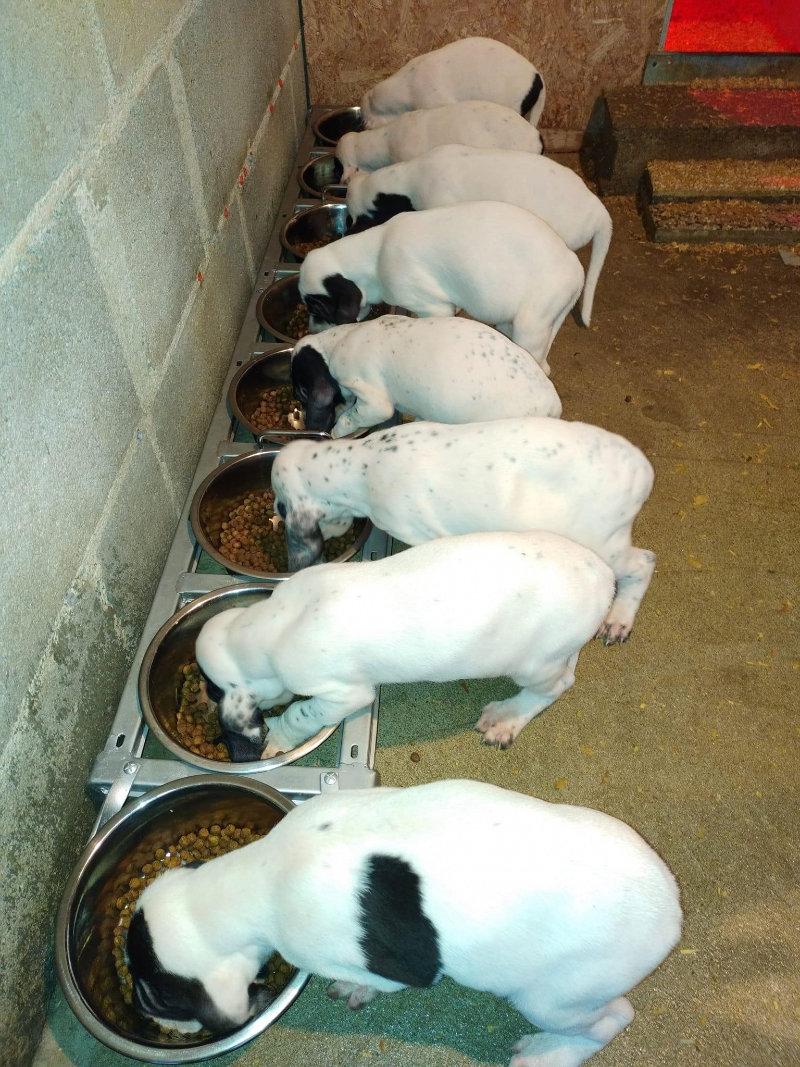 A vendre 2 chiots mâles Dossier: LOF-2022041499-2022-1 TÉNOR :