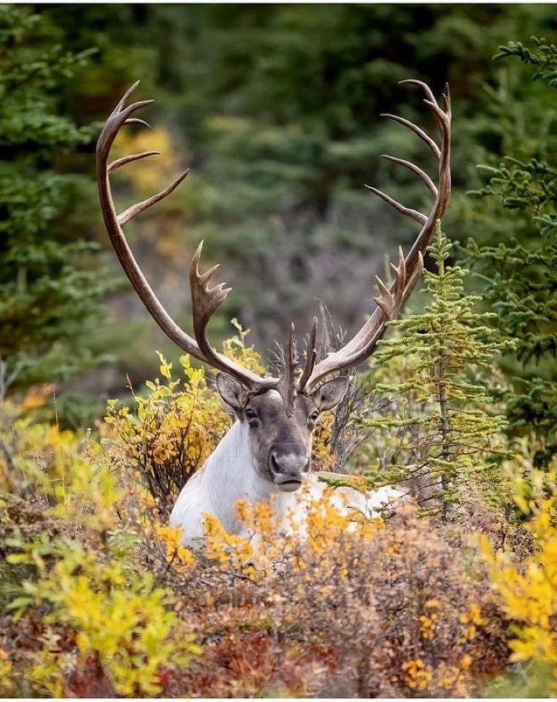 Bull