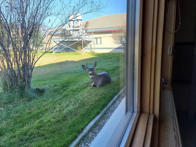 Here is a window tonlook through.