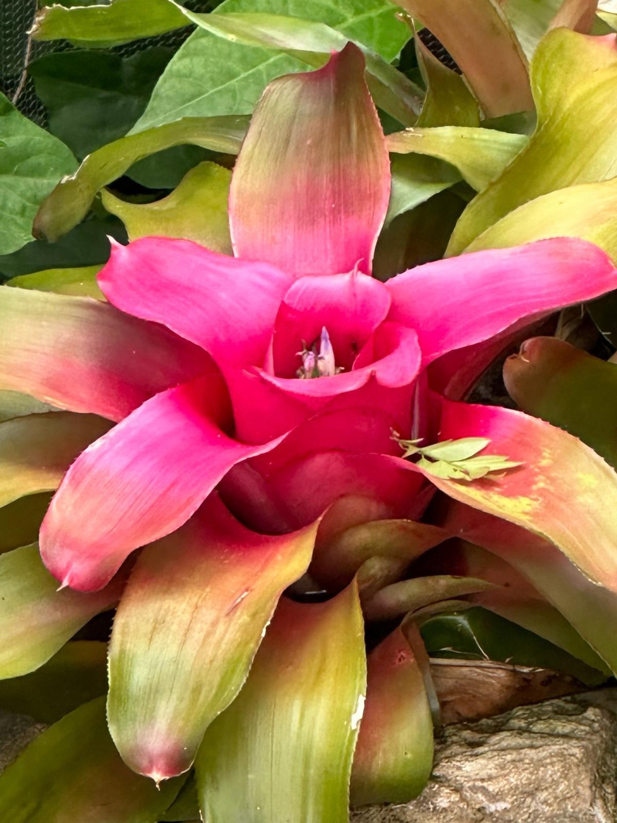 What an exotic flowers 😯