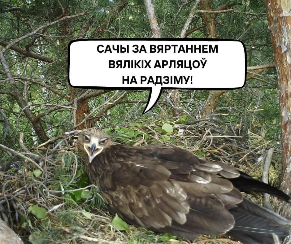 Нарэшце – у Беларусь прыляцелі першыя вялікія арляцы (большие подорлики)!