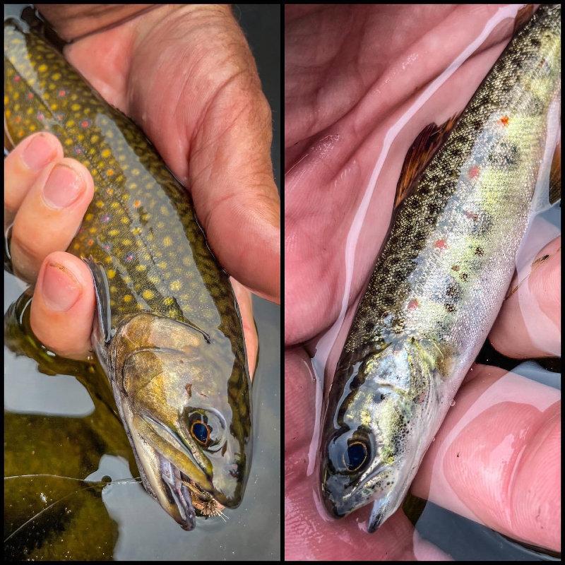 “Landlocks & Brookies” • The fam and I were out trying to find moose along the dirt roads when we stumbled upon an apparently unnamed pond on the Connecticut River, which is scarcely more than a humble brook that far up.