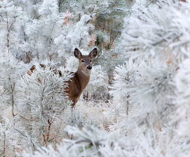 Getting frosty in the deer woods.