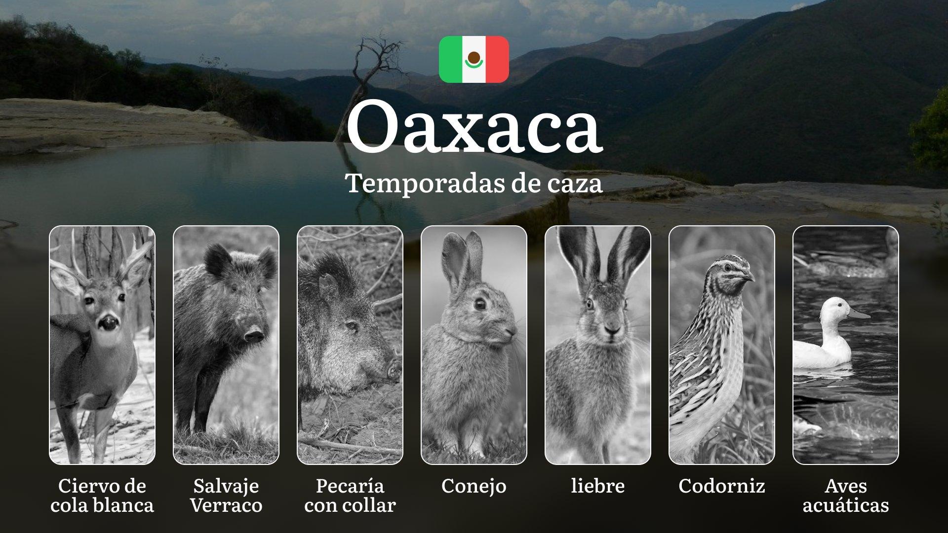 Temporadas y períodos de Caza en Oaxaca: Periodos Legales, Especies y Requisitos para una Práctica Responsable