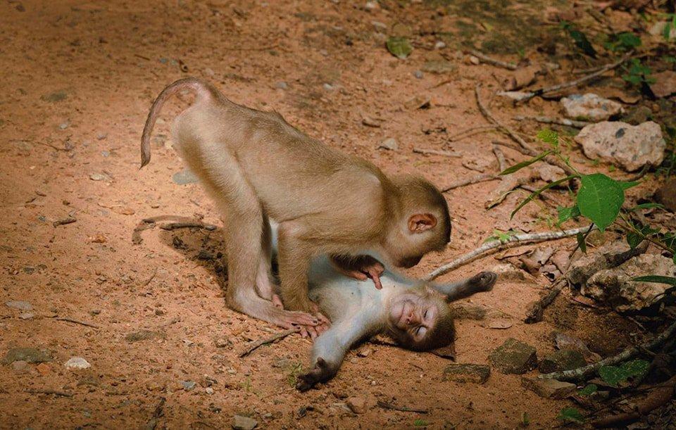 Prix ​​de la meilleure photographie animalière comique.