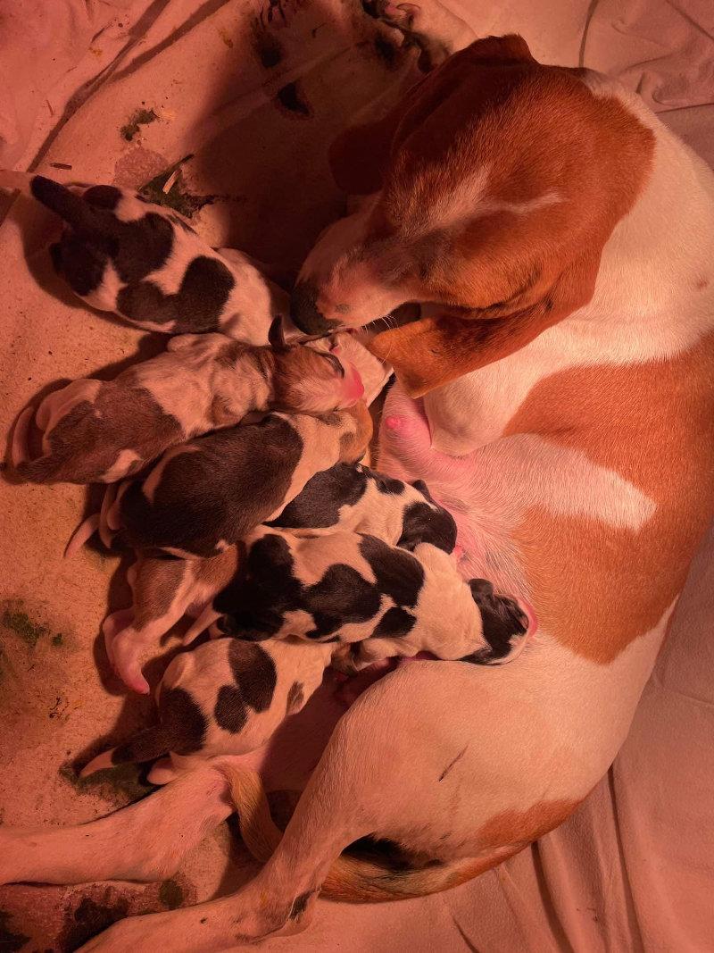 Que du bonheur la vie de chien!!
