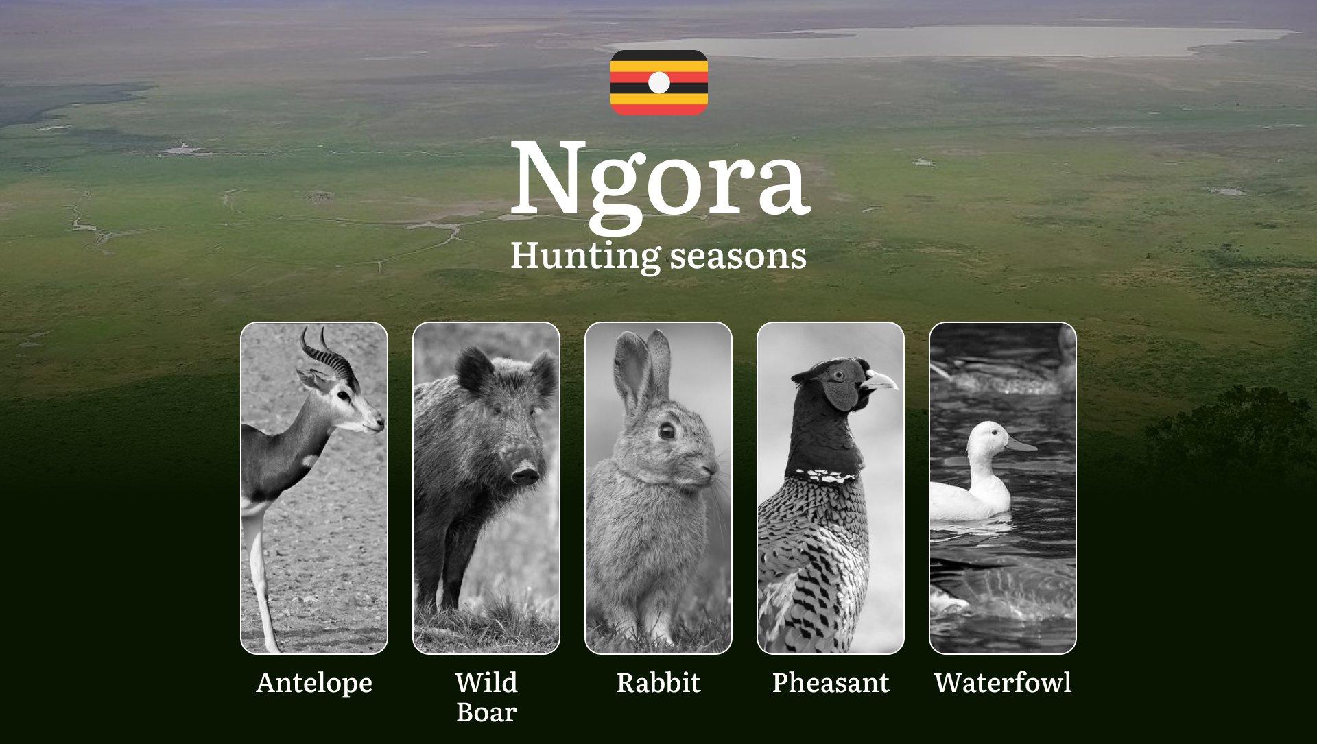 Ngora: Designated Hunting Periods, Legal Limits and Seasonal Restrictions, Licensing Rules, Penalties for Violations, Planning, Timing, and Gear 