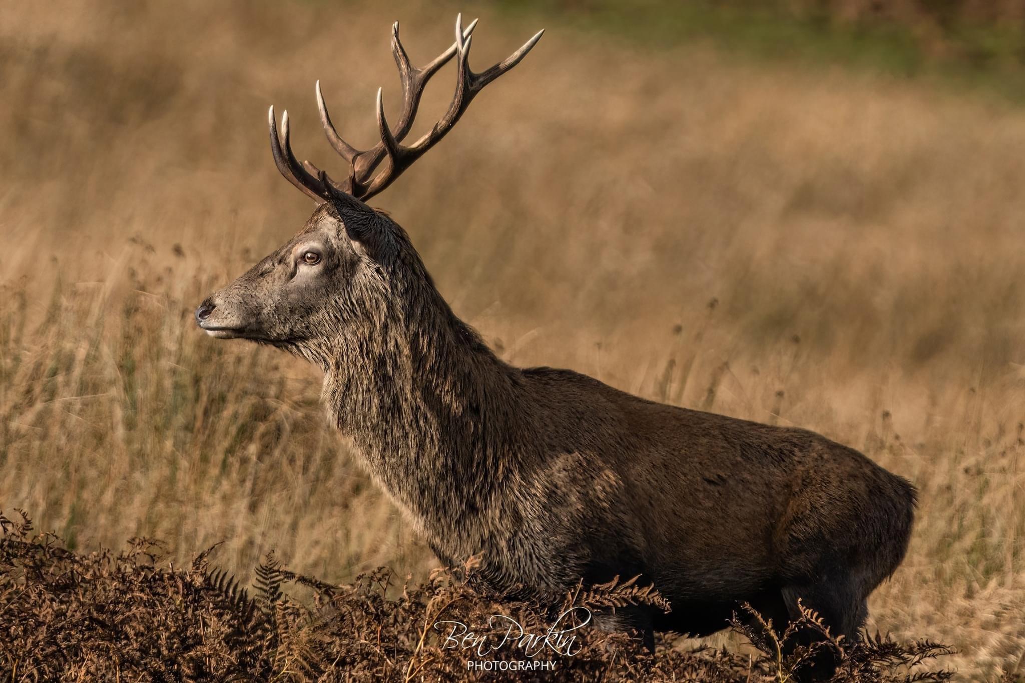 Stags, Ponies, Raptors – what an amazing day we’ve had!