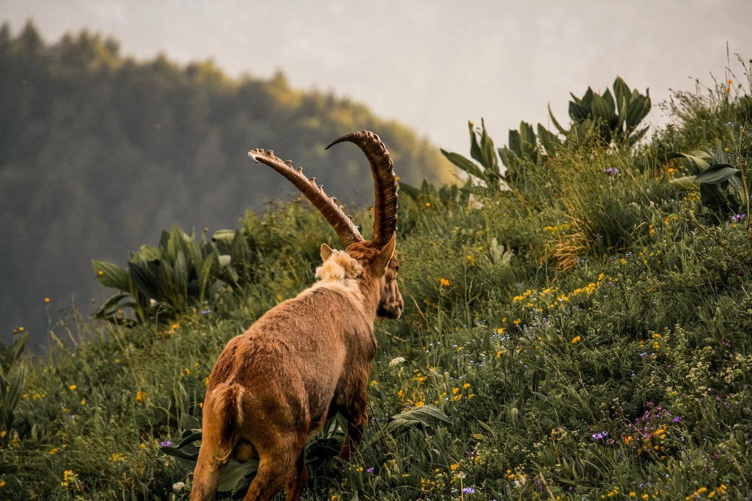 Die Jagd im Bezirk Neunkirchen: Merkmale, Wildarten, Aktivitäten, Kalender, Jagdarten, Regelungen, Bräuche, Vereine, Aspekte 