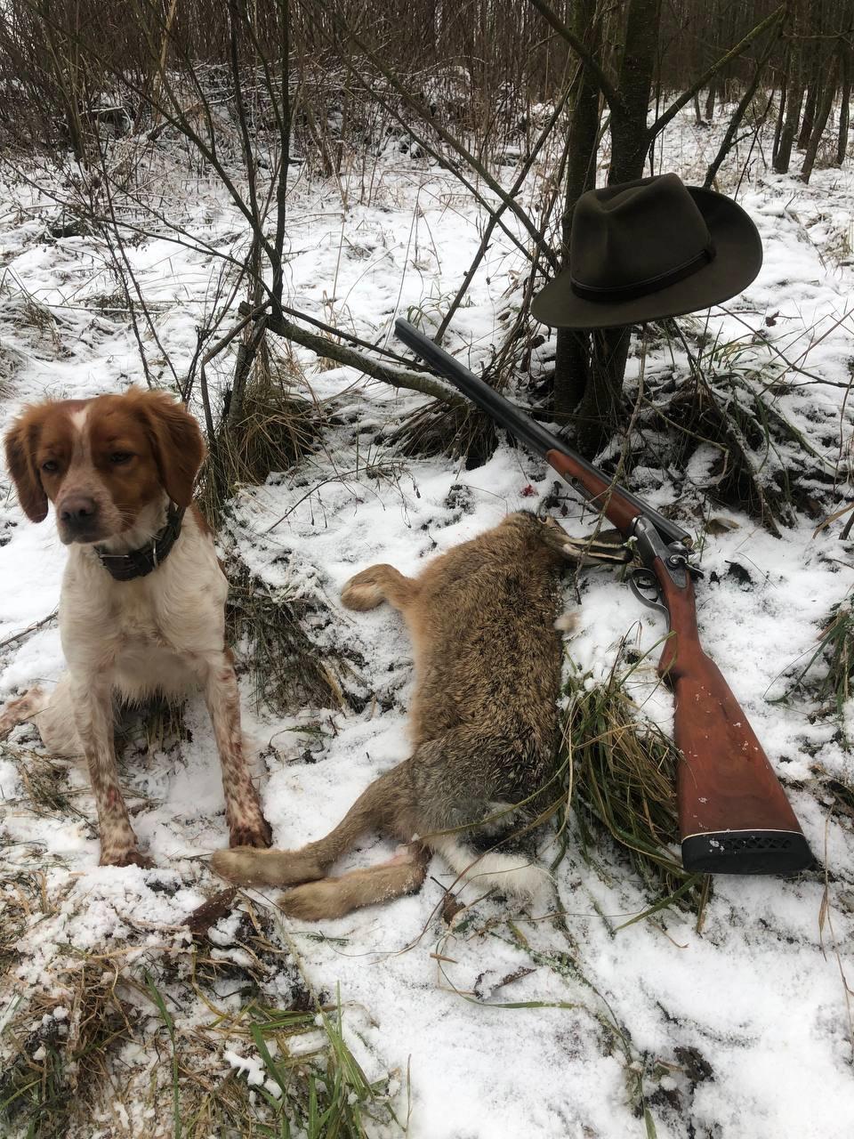 The Breton Spaniel: The Ideal Hunting Companion for the Avid Hunter